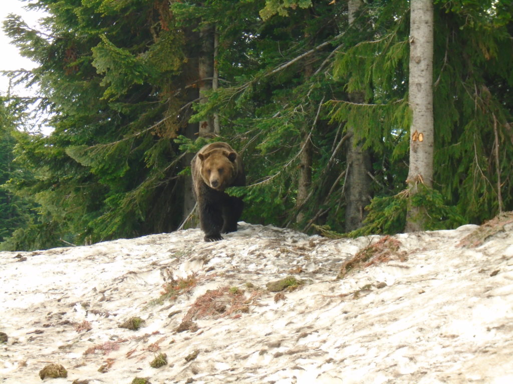 Mont Grouse rescue bear