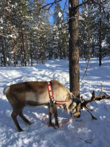 lapland finland reeinder